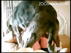 Dog Fuck A Girls