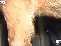 Dog Fuck Big Tits Porn