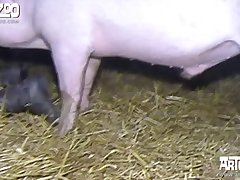 Dog Fuck Big Tits Porn
