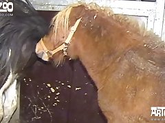 Dog Fuck Big Tits Porn