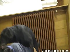 What The Fuck Dog Meme