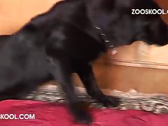 Real Dog Fuck