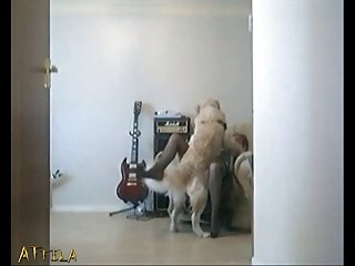Videos De Zoofilia Xxxxx