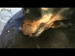 Zoofilia Con Perros