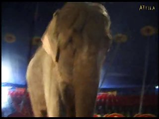 Porn Zoofilia Grandes Mamadas Dog