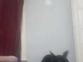 Zoofilia A Tres
