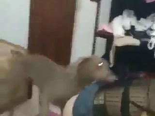Videos Pornos Gratis De Zoofilia