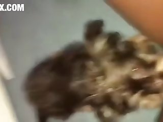 Sex Animal