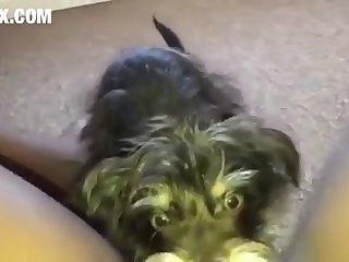 Zoofilia Porno