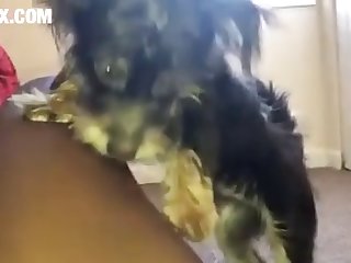 Zoofilia Porno