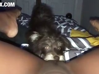 Horse Porn Gif