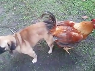 13.dog Knotted To Chicken
