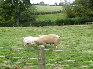 34.pig Fucking Sheep