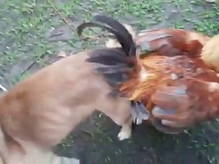 13.dog Knotted To Chicken
