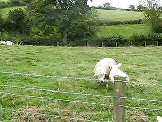 34.pig Fucking Sheep