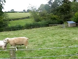 34.pig Fucking Sheep