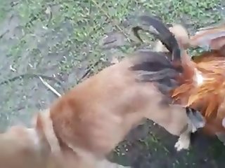 13.dog Knotted To Chicken