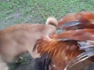 13.dog Knotted To Chicken