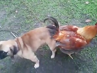 13.dog Knotted To Chicken