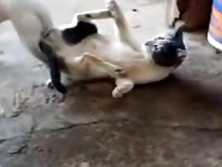 11.dog Knotted To Cat
