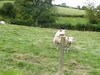 34.pig Fucking Sheep