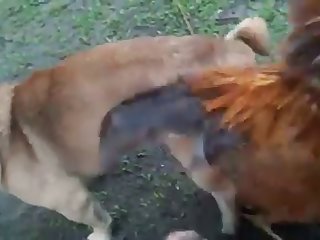 13.dog Knotted To Chicken