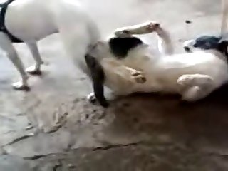 11.dog Knotted To Cat