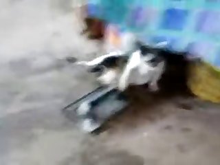 11.dog Knotted To Cat