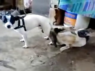 11.dog Knotted To Cat