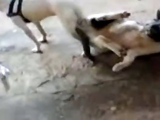 11.dog Knotted To Cat