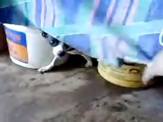 11.dog Knotted To Cat