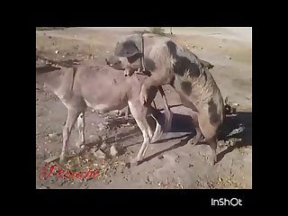 32.pig Fucking Donkey