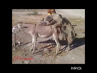 32.pig Fucking Donkey
