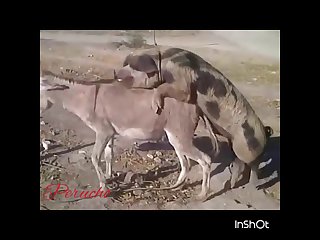 32.pig Fucking Donkey