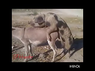 32.pig Fucking Donkey
