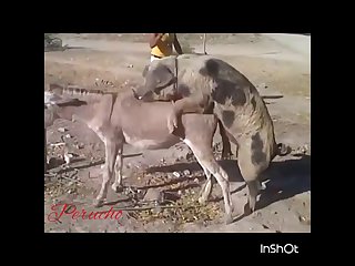 32.pig Fucking Donkey