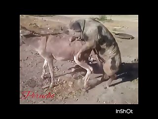 32.pig Fucking Donkey