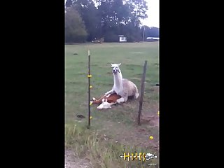 4.lama Fucking Goat
