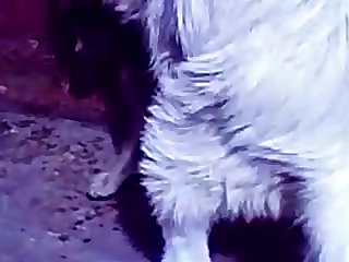 25.dog Fucking Cat