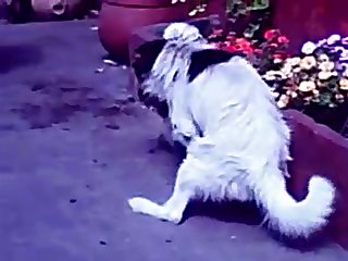 25.dog Fucking Cat