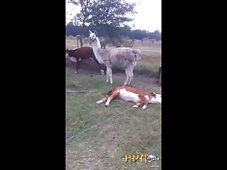 4.lama Fucking Goat