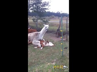 4.lama Fucking Goat