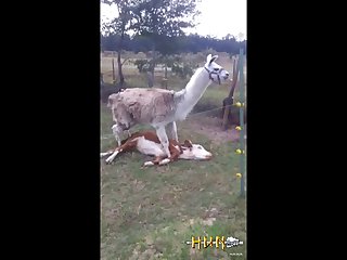 4.lama Fucking Goat