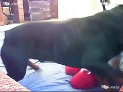 Dog Fuck Girl 2023