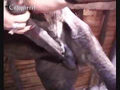 Animal Sex Vide
