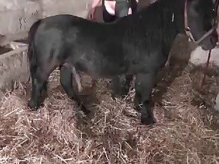 Porn Sex Vedio Xxx