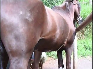 Animal Sex Scenes Movie
