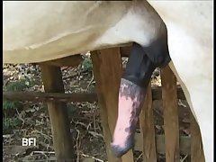 Womens Sex With Animal