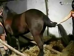 Is An Individual Animal That Possesses Both Male And Female Sex Organs
