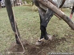 Animal Sex Free Tubes